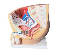 Modello anatomico della cavità pelvica Maschile - Modello di Anatomia Umana della Sezione sagittale - Modello anatomico Medico del Sistema genito-urinario della Sezione sagittale - per Medic