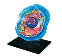 Modello anatomico della cellula animale e vegetale, strumento didattico di microbiologia per struttura educativa al microscopio
