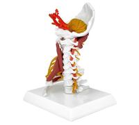 Modello Anatomico della Colonna Cervicale, Modello Anatomico della Colonna Cervicale a Grandezza Naturale Che Include Il Tronco Encefalico, L'osso Occipitale, L'atlante, 7 Vertebre Cervicali