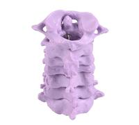 Modello anatomico della colonna vertebrale cervicale 1/1 PVC vertebre cervicali modello anatomico per studenti infermieristici e terapisti studio insegnamento clinico