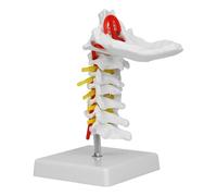 Modello anatomico della colonna vertebrale cervicale a grandezza naturale, dei nervi spinali con supporto, modello della colonna vertebrale cervicale for l'insegnamento medico ai pazienti