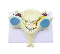 Modello anatomico della colonna vertebrale, modello della quinta vertebra cervicale ingrandita, con 40 parti anatomiche etichettate e dettagli sull'anatomia interna della colonna vertebrale