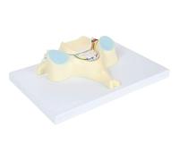 Modello anatomico della colonna vertebrale Modello della quinta vertebra cervicale ingrandita Ha 40 parti anatomiche etichettate e dettagli Anatomia interna della colonna vertebrale