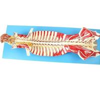 Modello anatomico della Colonna vertebrale Umana, Che Mostra Le strutture del Cervello e dei nervi cerebellari, dei nervi spinali e della Colonna vertebrale. Modello anatomico for la Ricerca e l'appr