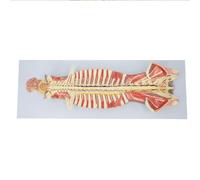 Modello Anatomico Della Colonna Vertebrale Umana, Modello Del Nervo Spinale Nel Canale Spinale, Cervello E Nervi Cranici, Modello Osseo Del Nervo Spinale Nel Canale Spinale - Ausili Didattici