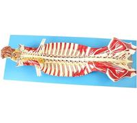 Modello anatomico della colonna vertebrale umana Modello del nervo spinale nel canale spinale Cervello e nervi cranici Scienze anatomiche Insegnamento in classe