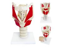 Modello anatomico della faringe laringea - Modello professionale funzionale di simulazione dell'articolazione della laringe umana per l'educazione medica