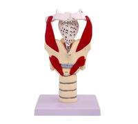 Modello anatomico della funzione della laringe, modello della faringe umana ingrandito 3 volte, prominenza laringea della cartilagine dei muscoli della gola mobile, for la ricerca medica