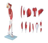 Modello anatomico della gamba umana a grandezza naturale, 13 pezzi con strutture rimovibili, muscoli numerati, vasi sanguigni principali e nervi per l'educazione degli studenti di medicina