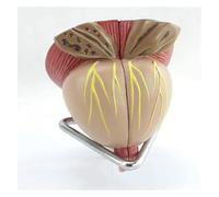 Modello anatomico della ghiandola prostatica maschile, modello di prostata maschile con ingrandimento 2X con base, in 4 parti staccabili, for dimostrazione didattica sull'esame medico