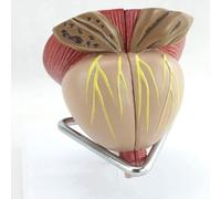 Modello anatomico della ghiandola prostatica maschile, modello staccabile in 4 parti, modello di organo prostatico umano con ingrandimento 2X, for dimostrazione didattica sull'esame della