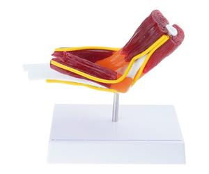 Modello Anatomico Della Giunzione Del Gomito Destro Per Uso Educativo