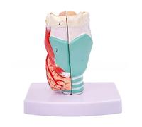 Modello anatomico della gola umana a grandezza naturale per lo studio delle malattie Modello anatomico della laringe anatomia della gola Prop didattica Laringe anatomica