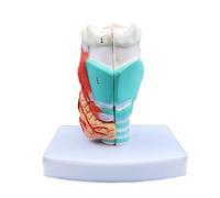 Modello anatomico della gola umana ingrandito 2 volte, laringe anatomicamente accurata con 34 etichette numerate, strumento didattico medico in PVC