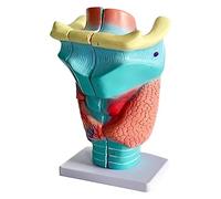 Modello anatomico della laringe con ingrandimento 2 Volte, con 3 Parti Staccabili + Modello anatomico della laringe con Texture Trasparente per la visualizzazione di Modelli didattici