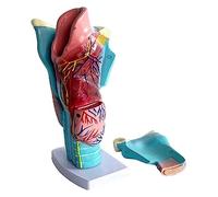 Modello anatomico della laringe con ingrandimento 2 Volte, con Etichetta Digitale e Colori e Trame Reali per Modelli didattici Visualizza Ornamenti da scrivania