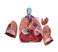 Modello anatomico della laringe Cuore polmone - Modello anatomico Modello della Struttura del Sistema respiratorio - Modello anatomico della Struttura degli organi Interni Rimovibili - per e