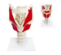 Modello anatomico della laringe Umana, Anatomia Medica della laringe e del polmone per l'insegnamento delle lezioni di scienze Modello di visualizzazione Medica