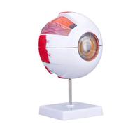 Modello anatomico della laringe umana ingrandito 2 volte con 34 marcature numerate, modello gola staccabile in 5 parti su base rimovibile(4.33 * 4.33 * 9.84in)