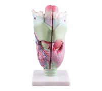 Modello Anatomico Della Laringe Umana Ingrandito