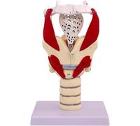 Modello anatomico della laringe umana ingrandito 3X con muscoli | Modello didattico anatomico numerato staccabile della gola e della faringe for l'esposizione in aula di biologia medica