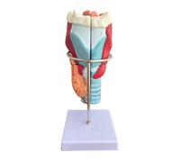 Modello anatomico della laringe umana Modello della faringe ingrandito 2