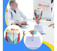Modello anatomico della laringe umana, modello della , ingrandito 2 volte,