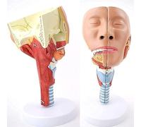 Modello anatomico della laringe umana per l'insegnamento dell'anatomia e | Modello anatomico della laringe a scopo didattico, ideale per insegnare l'anatomia umana e migliorare le esperienze di