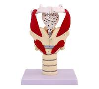 Modello anatomico della laringe umana Struttura laringea Modello anatomico Modello simulatore dell'articolazione della laringe umana ingrandito 3X 24 punti di riferimento anatomici