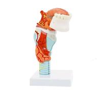 Modello anatomico della laringe umana, taglia naturale | PVC resistente, 5 pezzi staccabili, 55 marchi, per studenti e insegnamento medico.