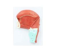 Modello anatomico della lingua umana e dei muscoli orali con marcature digitali numerate. Struttura dettagliata della ghiandola linguale e dei muscoli. Umana Modello