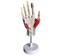 Modello Anatomico della Mano in 7 Parti Modello di Scheletro della Mano Anatomico Medico con Legamenti Muscoli Nervi E Arterie in 7 Parti Color Carne 22 cm