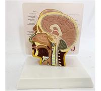 Modello anatomico della mezza testa umana, modello anatomico del viso in sezione trasversale con struttura cerebrale for il laboratorio di scienze biologiche dell'aula medica