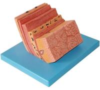 Modello anatomico della parete dello stomaco umano, modello di ingrandimento della parete dello stomaco, sussidi didattici medici for l'anatomia gastrica del sistema digestivo umano