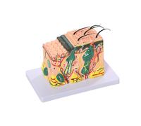 Modello Anatomico Della Pelle 3D, Modello Anatomico Della Struttura Dello Strato Cutaneo Ingrandito 35 Volte con Marcatura Medica Della Pelle per