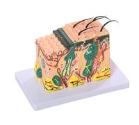 Modello Anatomico Della Pelle 3D Struttura Della Pelle Ingrandita 35X