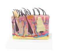Modello anatomico della pelle canina del cane malato, anatomia veterinaria, esposizione didattica