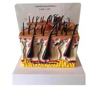 Modello Anatomico della Pelle del Cane - Modello di Pelle del Pelo del Cane di Cane - Modello Ingrandito di Capillari, Peli, Nervi E Vasi Sanguigni
