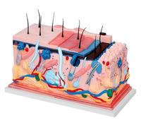 Modello anatomico della pelle in 3D, modello della struttura della pelle, dei pori e della biologia dei capelli, da far apprendere e mostrare agli studenti.