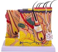 Modello anatomico della pelle ingrandito 70X, modello della struttura della pelle 3D staccabile con capelli e numerazione digitale - per studio e insegnamento in aula di scienze