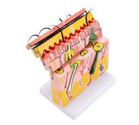 Modello Anatomico Della Pelle Ingrandito 70X Modello Didattico Medico Per Studio