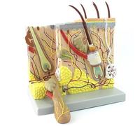 Modello Anatomico della Pelle Ingrandito 70x, Modello Facciale Cosmetico della Pelle Umana Minimamente Invasiva, 2 Parti con Identificazione Digitale, Ricerca Didattica