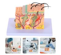 Modello anatomico della pelle: modello anatomico ingrandito 35 volte -