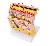 Modello anatomico della pelle Strati Anatomia 70X ingrandito Anatomico per l'educazione del paziente di studio di scienza