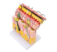 Modello anatomico della pelle Strati della pelle Modello 70X ingrandito Anatomico per l'educazione dei pazienti di studio scientifico