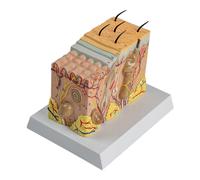 Modello anatomico della pelle Struttura umana Modello anatomico Insegnamento medico per le malattie Studio Rapporto lezione medica Struttura chiara