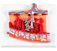 Modello Anatomico Della Placenta Anatomia Del Modello Di Membrana Fetale Umana Per La Formazione In Ostetricia, Ginecologia E Ostetricia A