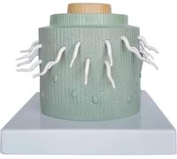 Modello anatomico della radice di dicotiledone, modello di anatomia vegetale, modelli di confronto didattico sperimentale della struttura cellulare biologica for supporto alla formazione medica.