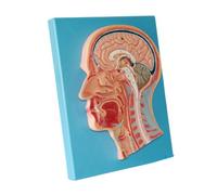 Modello Anatomico della Sezione Media Umana in PVC Testa Modello Anatomico Scheletro Medico per Identificazione Digitale di Anatomia