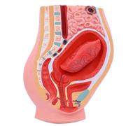 Modello anatomico della sezione sagittale della cavità addominale, modello didattico for visualizzazione educativa del feto staccabile, placenta, utero, ovaia, for l'insegnamento in classe.